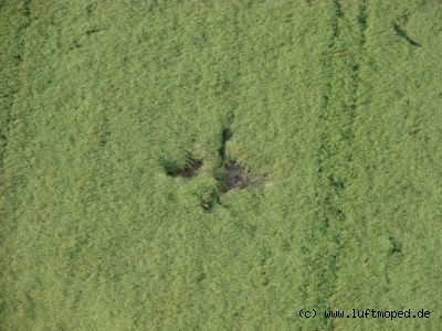 Wildschweine in Kirchgellersen
